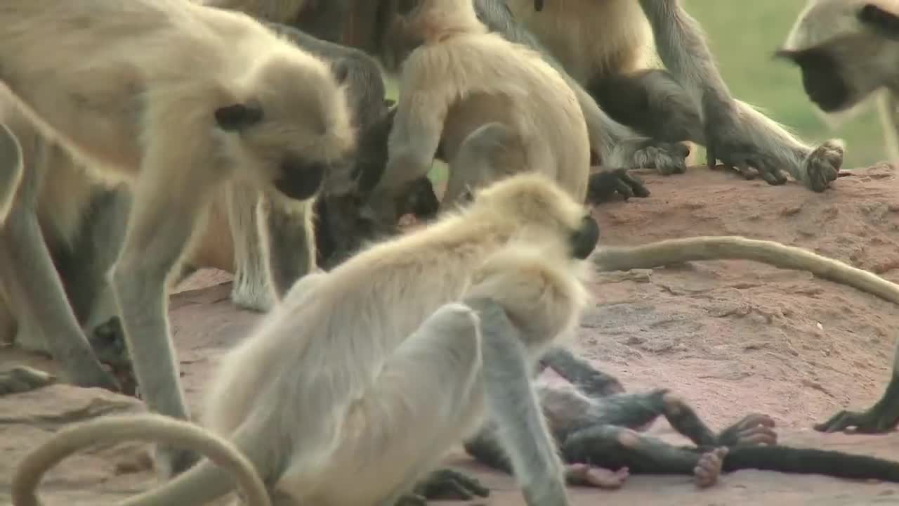 Langur Monkeys Grieve Over Robot Monkey