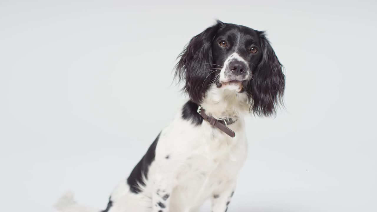 Mid Shot of a Dog Looking into Camera