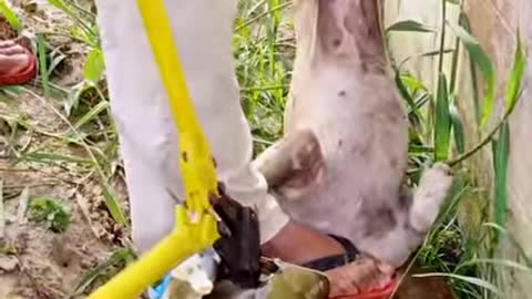 A dog with its head stuck in metal tin gets a second chance at life! ❤️