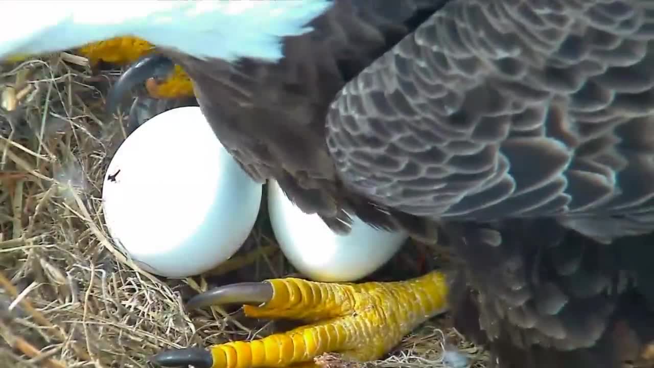 Bald Eagles Romeo & Juliet Welcome Peace to the Nest- Watch the Eaglet Hatch!