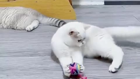 Cat play with toy