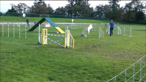Rice's Agility, 2013 Labrador Nationals, Top 25 Tribute run!