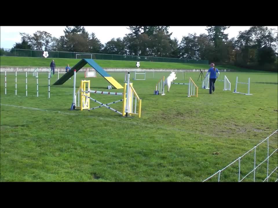 Rice's Agility, 2013 Labrador Nationals, Top 25 Tribute run!