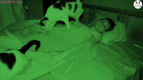 LIVING WITH CATS - Sleeping With Cats