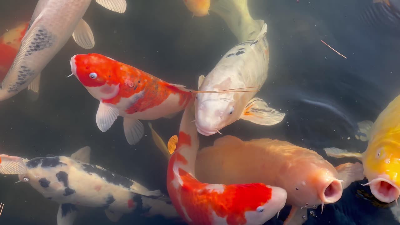 underwater fish video