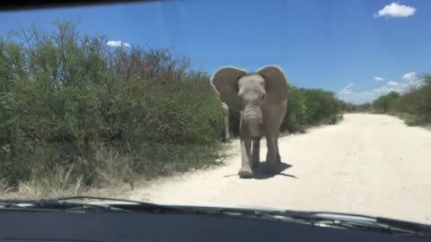 Elephant Attack, Etosha National Park