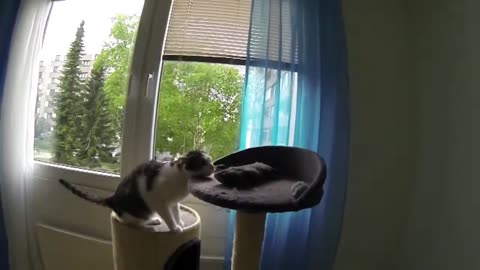 Slow Motion Cat 🐈 😻 🐈‍⬛️ - 120 fps to 60 fps