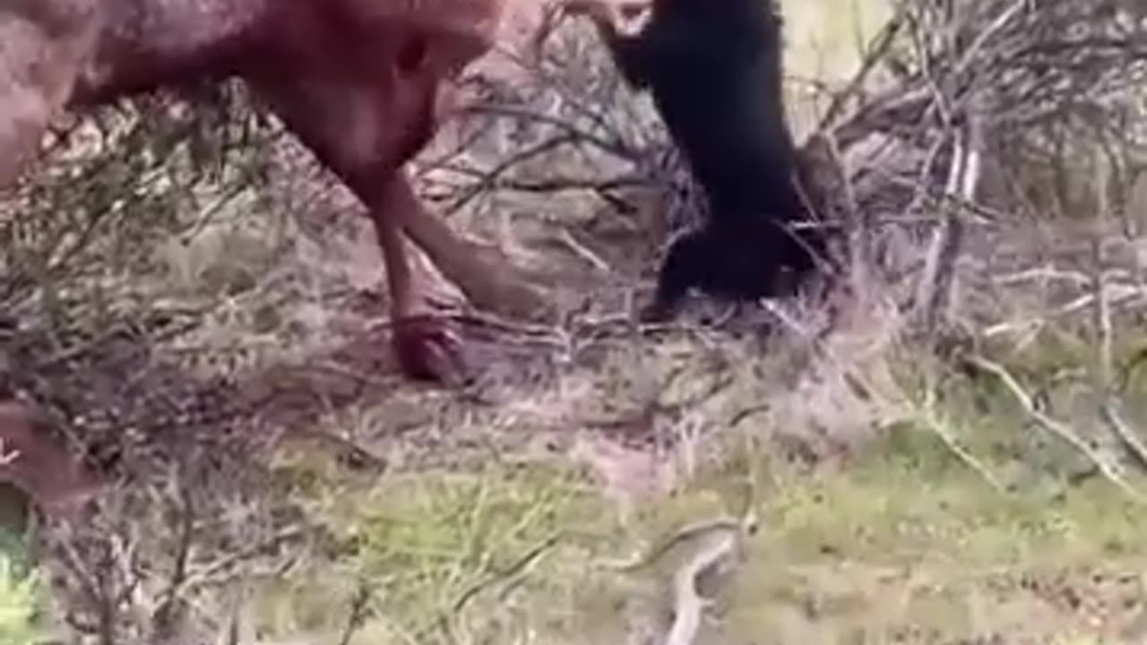 Game retrieval gone wrong ft. Jagds