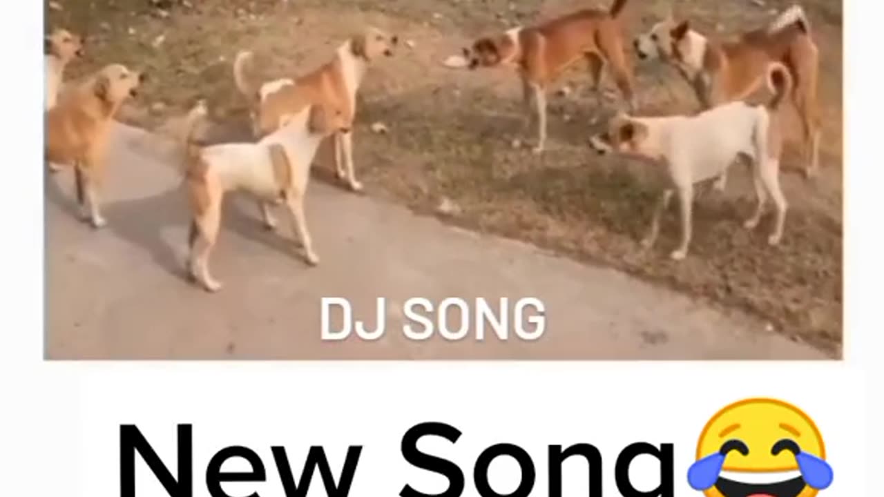Funny video