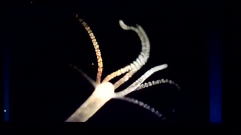 Hydra Vulgan's in the COVID Injections: