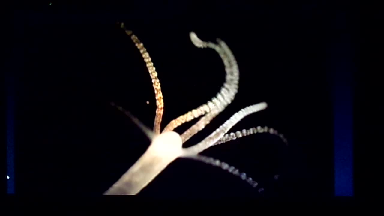 Hydra Vulgan's in the COVID Injections: