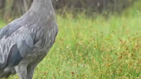 Shoebill Stork: The Living Dinosaur | #shorts