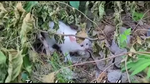 Homeless kittens crying out loud for mother cat