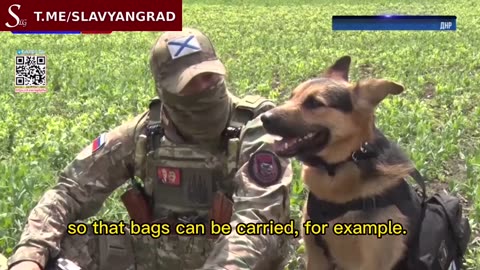 Russian dogs of war