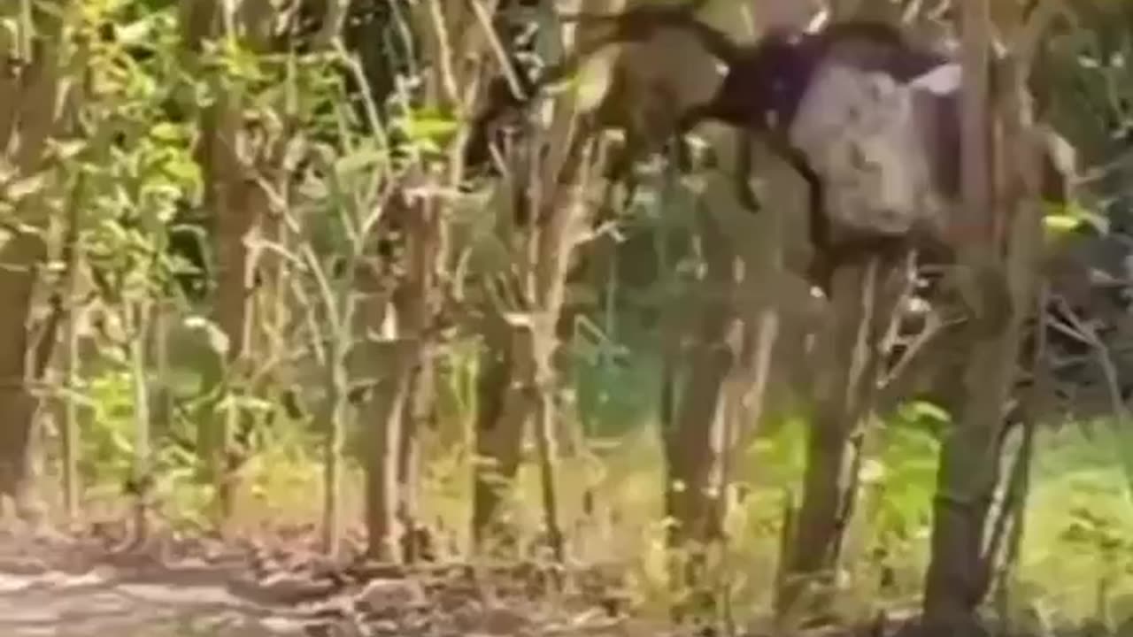 RUN BOY RUN!!!