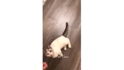 Funny cat