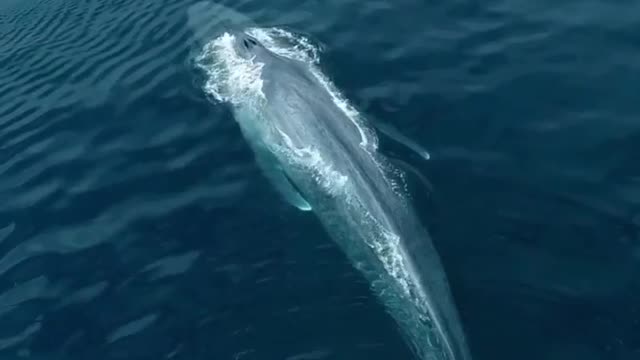 Stunning views of a large whale swimming near a boat