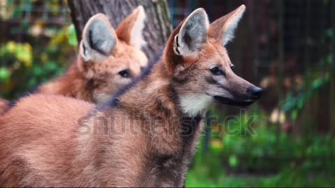 IS the Maned Wolf the MOST ELUSIVIS!