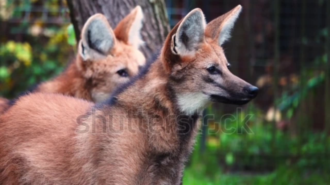 IS the Maned Wolf the MOST ELUSIVIS!