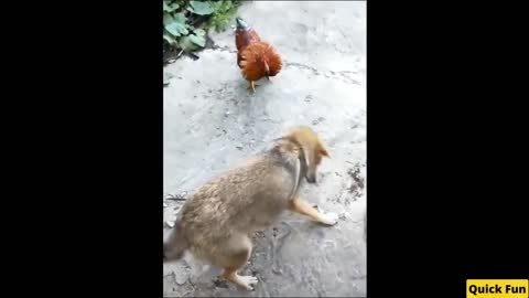 Dog X Chicken Fight Funny Video