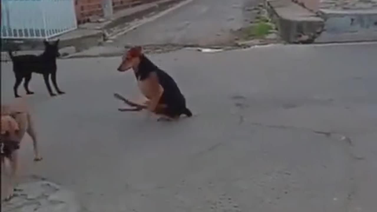 Dog prenk?????????