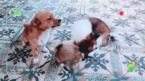 Cute Puppies and Mother Dog React When Owner Back Home | BlackWith