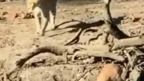 The leopard eats him