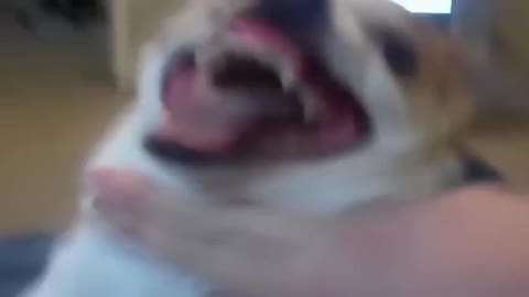 Angry dog