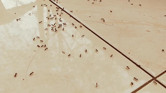 Ant Colonies || In my house this killed me.