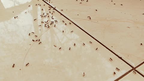 Ant Colonies || In my house this killed me.