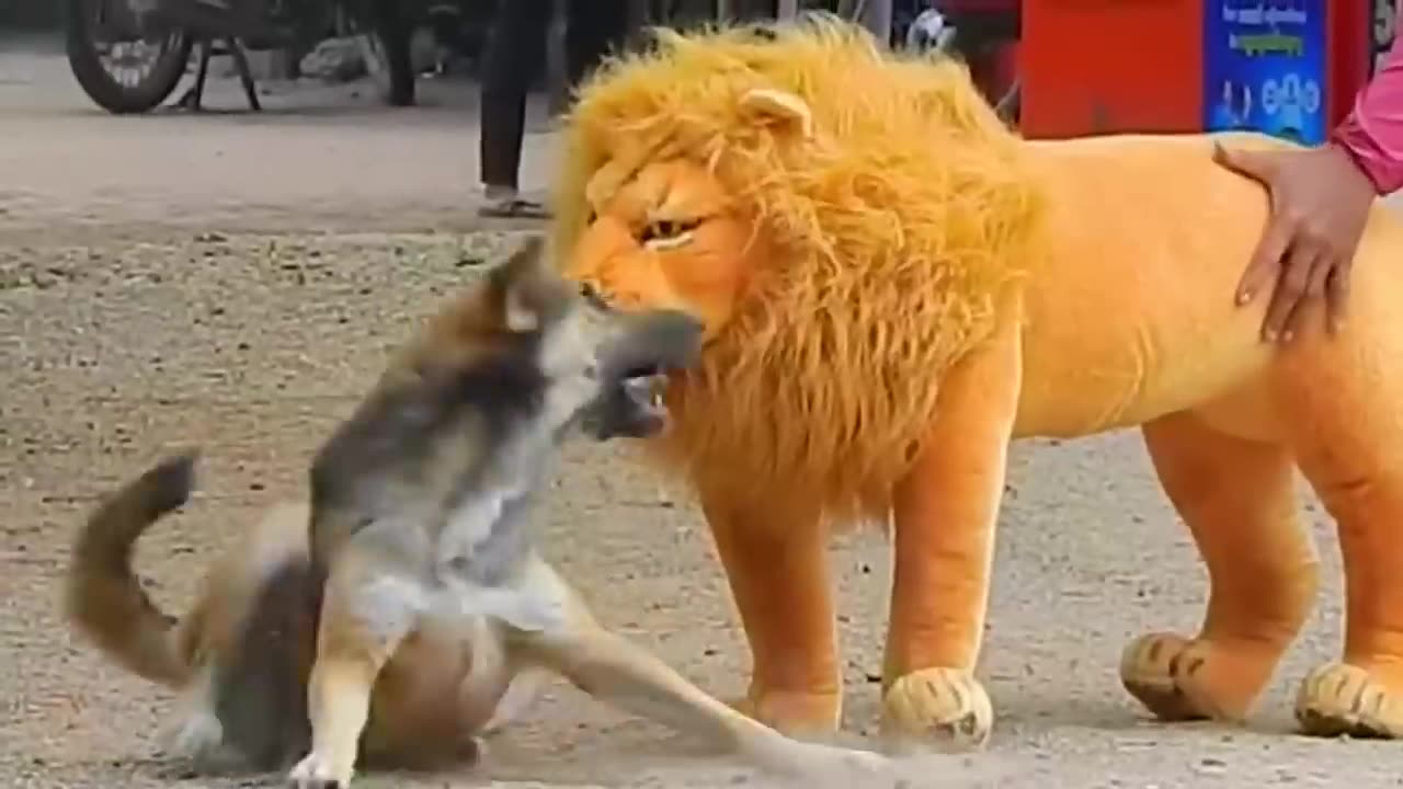 Funny animals video this video can change your mood