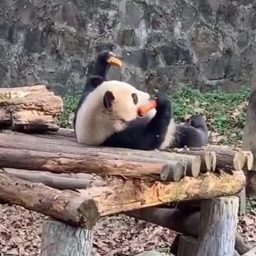 Lazy Panda 😂