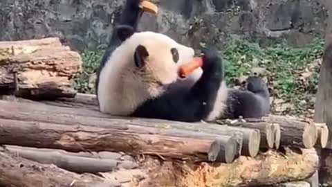 Lazy Panda 😂