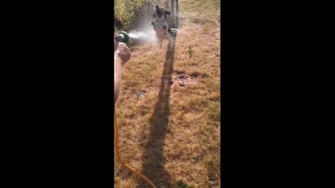 Epic slow motion Footage of dog jumping at water hose