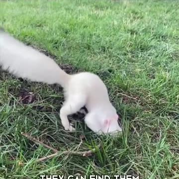 Squirrel 🐿 On The Most Intelligent Animals In The World #shorts