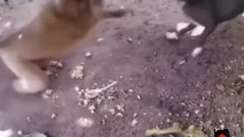 Dog Monkey Fight