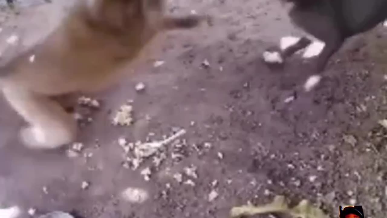 Dog Monkey Fight