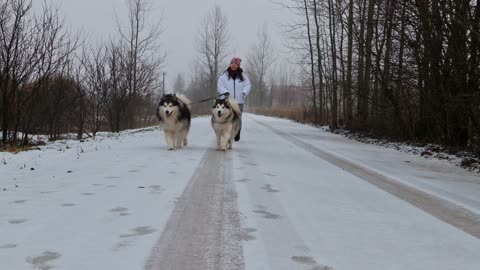 Woman Walking Outside with her Dogs