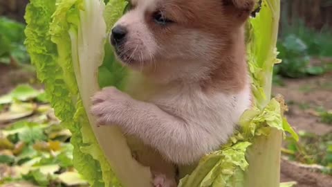 Puppies like to eat cabbage