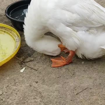 My cute Ducks video