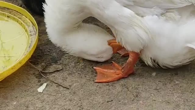 My cute Ducks video