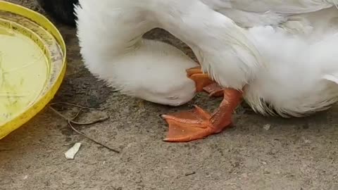 My cute Ducks video