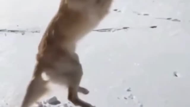 Happy dog🤟🤟🤟🤟🤟
