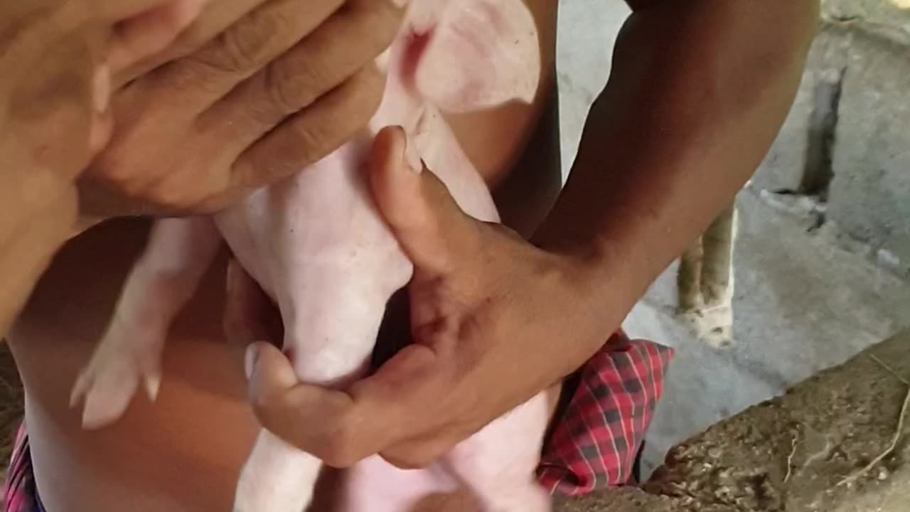 04 feeding cute baby pigs day4, beautiful