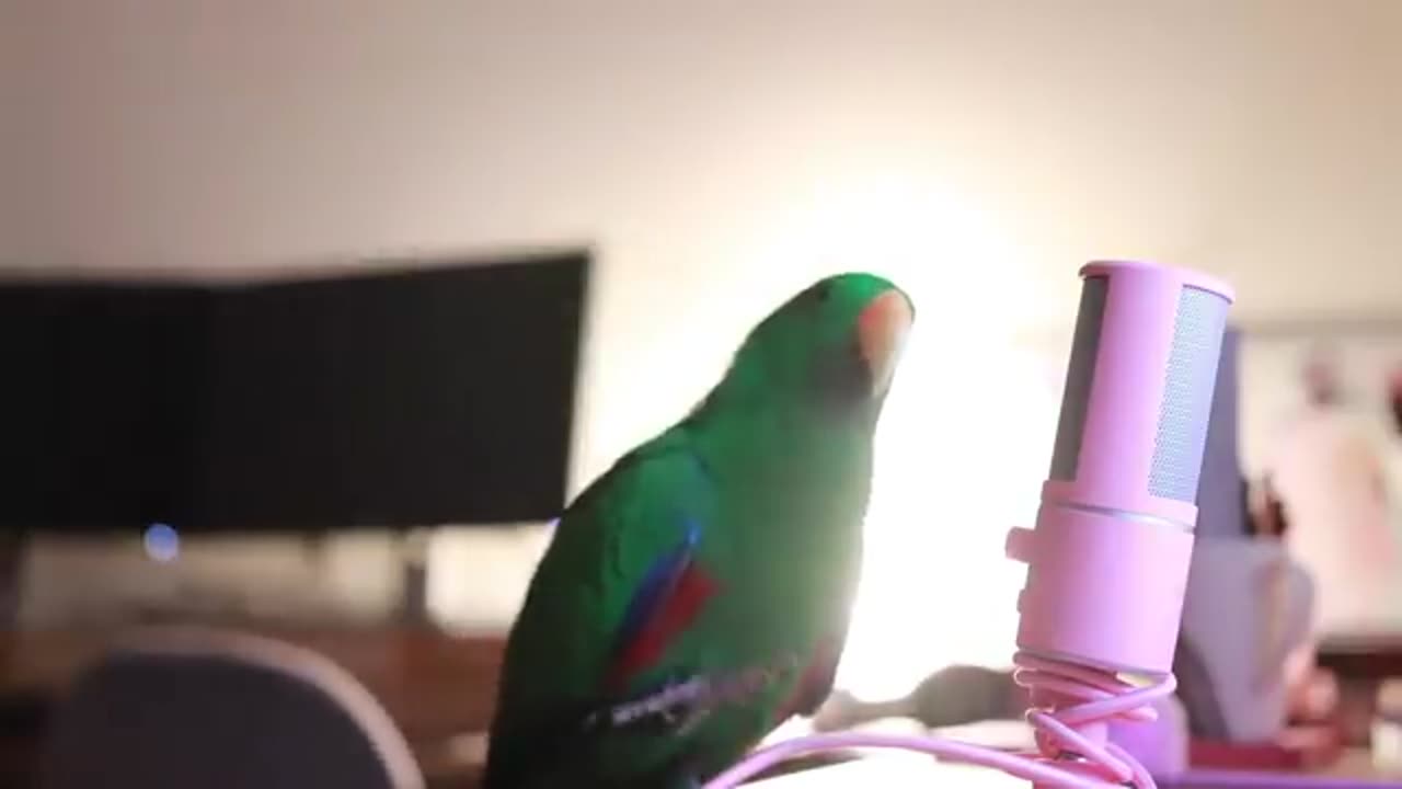 Bird Whispers Into Microphone for 5 Minutes Straight