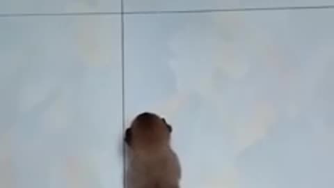 Bast cat and dog funny video