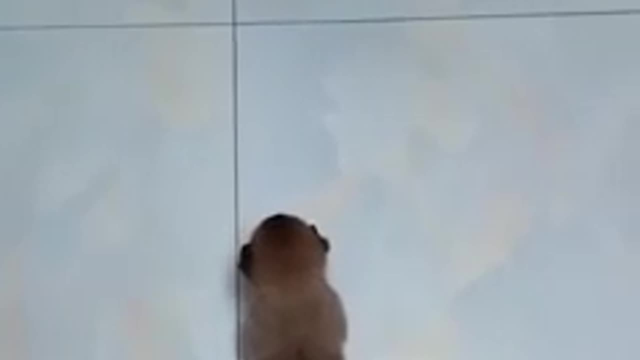Bast cat and dog funny video