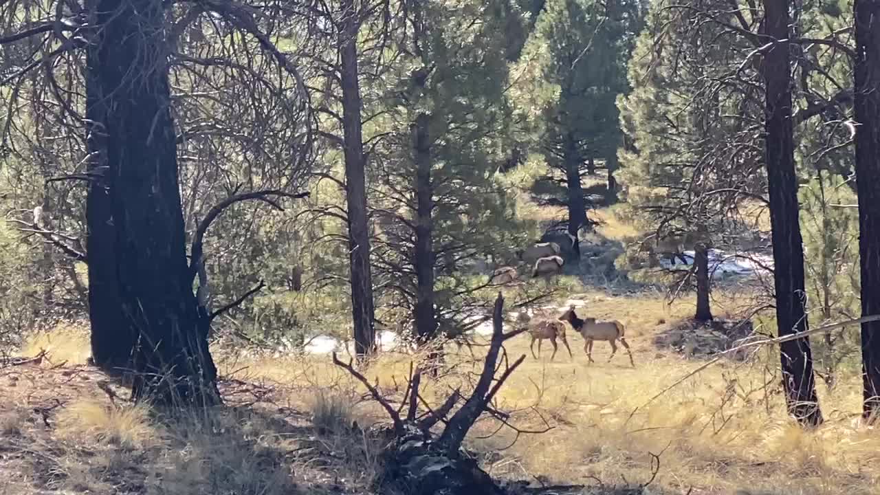 Elk in Flagstaff Az