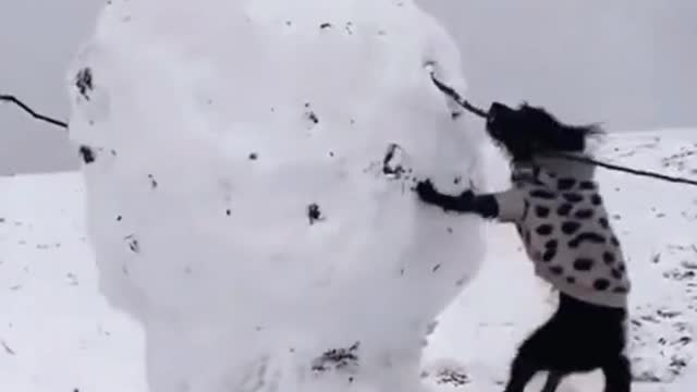 Animals funny videos 2022