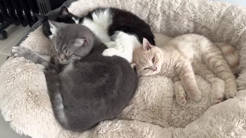 Cats Love To Snuggle Sleep Together